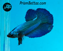 Load image into Gallery viewer, Turquoise Halfmoon Female