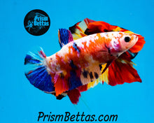 Load image into Gallery viewer, Rainbow Marble Halfmoon Plakat Female