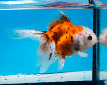 Load image into Gallery viewer, Calico Oranda (3.5-4.25 inches)
