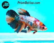 Load image into Gallery viewer, Rainbow Marble Halfmoon Female