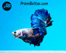 Load image into Gallery viewer, Marble Rosetail Halfmoon Male