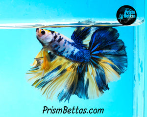 Marble Halfmoon Male