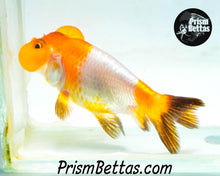 Load image into Gallery viewer, Red and White Bubble Eye Goldfish