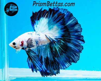 Marble Rosetail Halfmoon Male