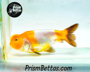 Red and White Bubble Eye Goldfish