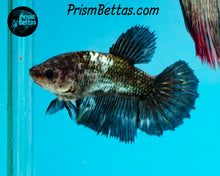 Load image into Gallery viewer, Copper Marble Halfmoon Female