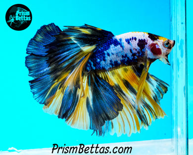Marble Halfmoon Male
