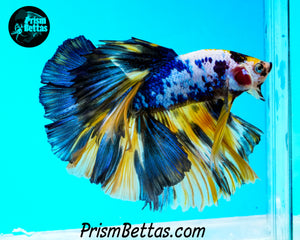 Marble Halfmoon Male