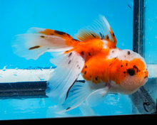 Load image into Gallery viewer, Calico Oranda (3.5-4.25 inches)