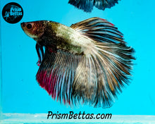 Load image into Gallery viewer, Copper Marble Halfmoon Male