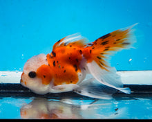 Load image into Gallery viewer, Calico Oranda (3.5-4.25 inches)