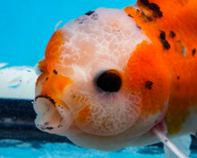 Load image into Gallery viewer, Calico Oranda (3.5-4.25 inches)