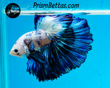 Load image into Gallery viewer, Marble Rosetail Halfmoon Male