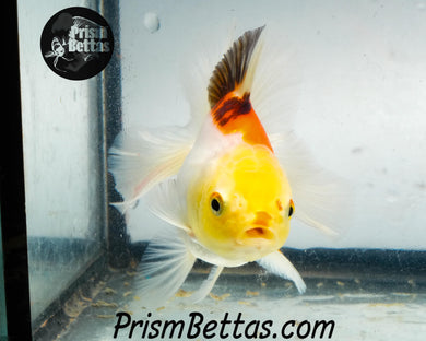 Tricolor Lemonhead Oranda Goldfish
