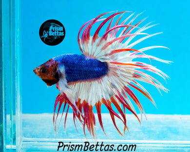 Pink Marble Crowntail Male
