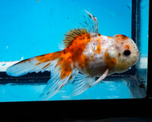 Load image into Gallery viewer, Calico Oranda (3.5-4.25 inches)