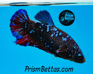 Blackstar Halfmoon Plakat Female