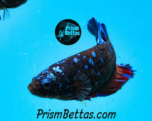 Blackstar Halfmoon Plakat Female