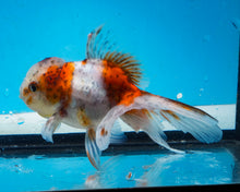 Load image into Gallery viewer, Calico Oranda (3.5-4.25 inches)