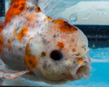 Load image into Gallery viewer, Calico Oranda (3.5-4.25 inches)
