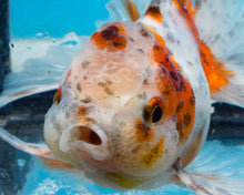 Load image into Gallery viewer, Calico Oranda (3.5-4.25 inches)