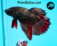 Load image into Gallery viewer, Red Copper Halfmoon Female