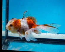 Load image into Gallery viewer, Calico Oranda (3.5-4.25 inches)