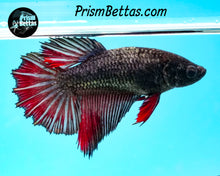 Load image into Gallery viewer, Red Copper Halfmoon Female