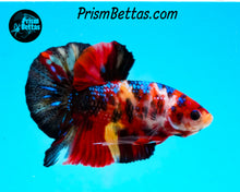Load image into Gallery viewer, Candy Koi Halfmoon Plakat Male
