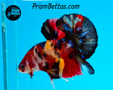 Candy Koi Halfmoon Plakat Male