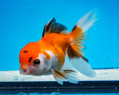 Tricolor Oranda (3.5-4.25 inches)