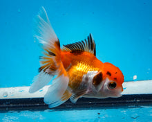 Load image into Gallery viewer, Tricolor Oranda (3.5-4.25 inches)