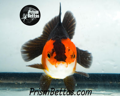Red and Black Oranda Goldfish