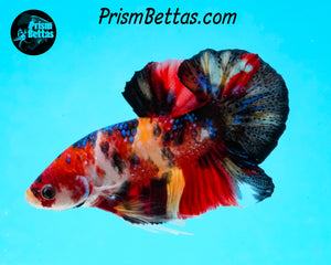 Candy Koi Halfmoon Plakat Male