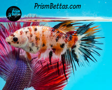 Load image into Gallery viewer, Candy Koi Crowntail Female