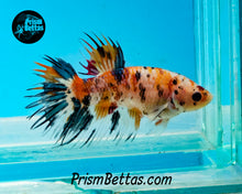 Load image into Gallery viewer, Candy Koi Crowntail Female