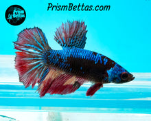 Load image into Gallery viewer, Rainbow Blacklight Halfmoon Female