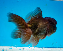 Load image into Gallery viewer, Chocolate Oranda (3.5-4.25 inches)