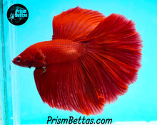 Load image into Gallery viewer, Red Halfmoon Male