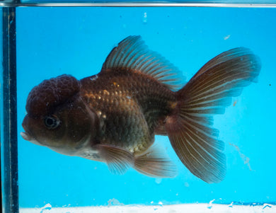 Chocolate Oranda (3.5-4.25 inches)