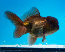 Load image into Gallery viewer, Chocolate Oranda (3.5-4.25 inches)