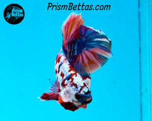Galaxy Candy Koi Halfmoon Plakat Male