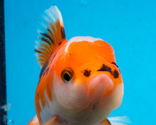 Load image into Gallery viewer, Tricolor Oranda (3.5-4.25 inches)