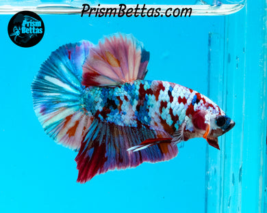Galaxy Candy Koi Halfmoon Plakat Male