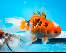 Load image into Gallery viewer, Tricolor Oranda (3.5-4.25 inches)