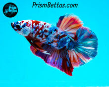 Load image into Gallery viewer, Galaxy Candy Koi Halfmoon Plakat Male