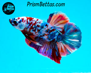 Galaxy Candy Koi Halfmoon Plakat Male