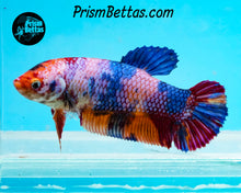 Load image into Gallery viewer, Rainbow Marble Giant Halfmoon Plakat Female