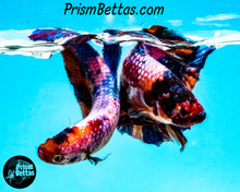 Load image into Gallery viewer, Rainbow Marble Giant Halfmoon Plakat Female