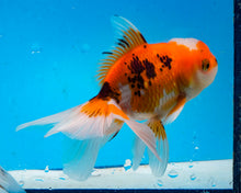 Load image into Gallery viewer, Tricolor Oranda (3.5-4.25 inches)